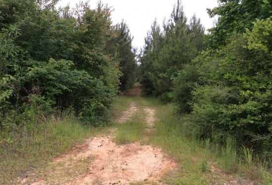 80 Acres of Land for Sale in winn County Louisiana