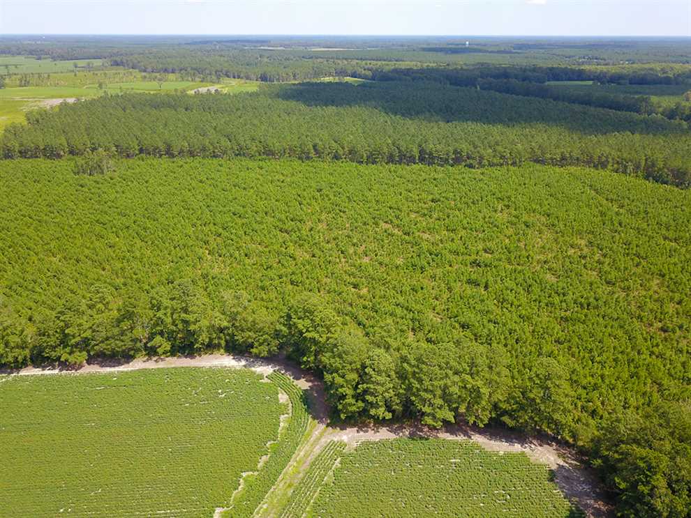 149 Acres of Recreational land for sale in Kelford, bertie County, North Carolina