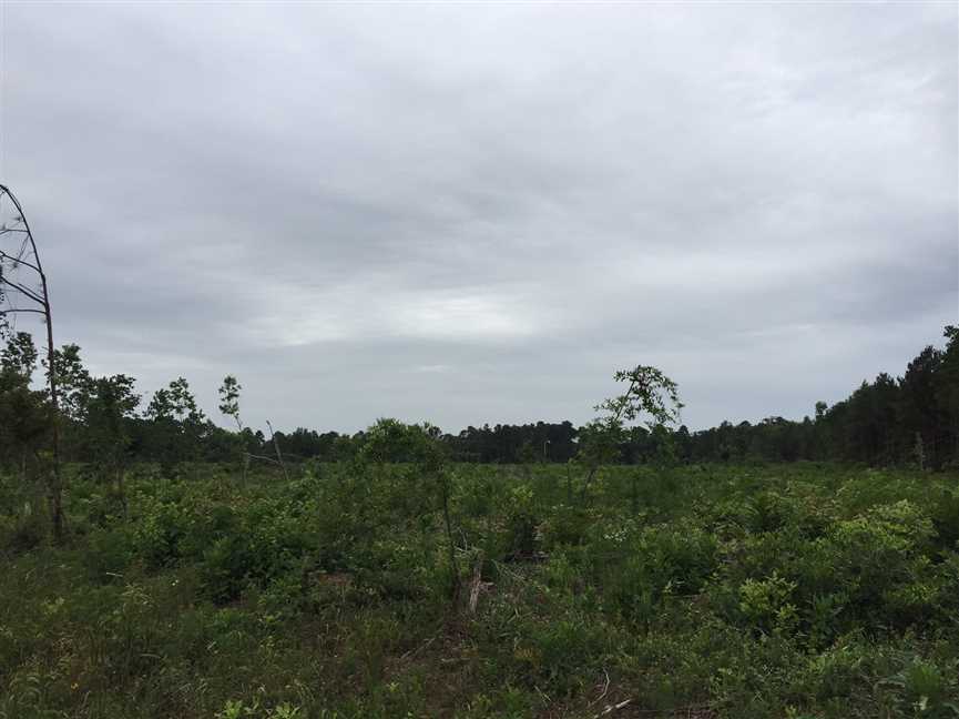 Elkins Rd Tract, Ouachita Parish, 115 Acres +/- Real estate listing