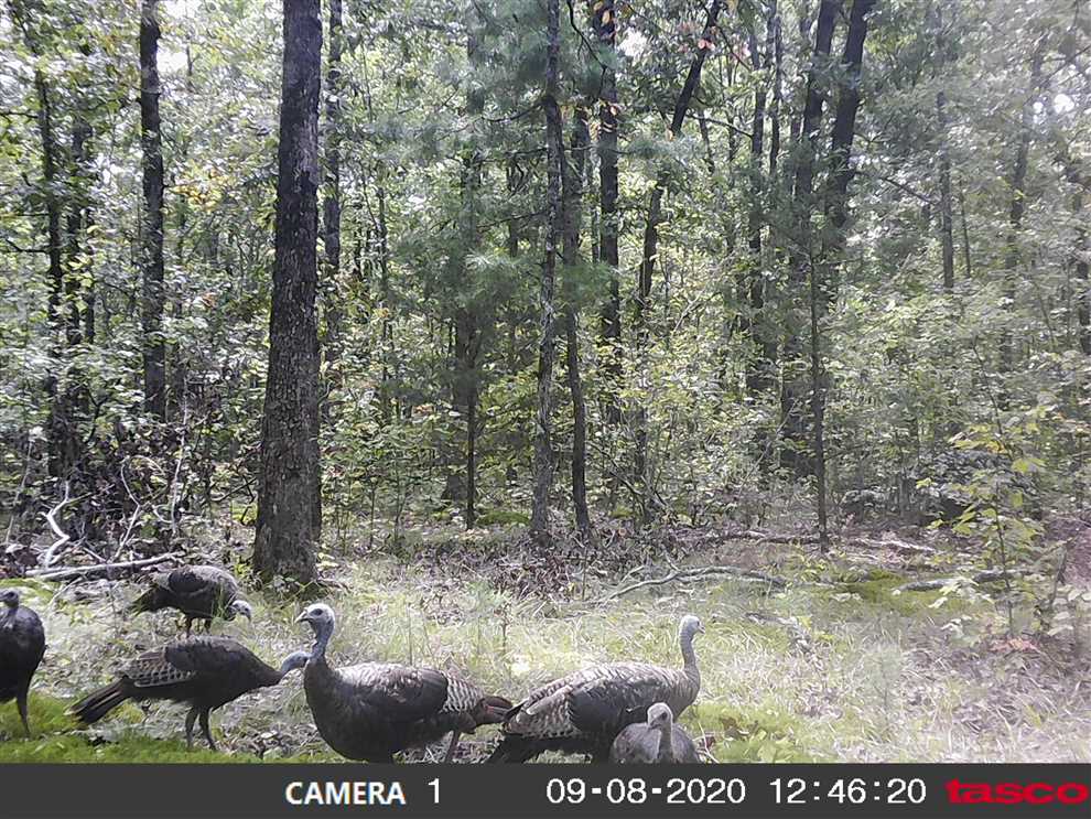 Houses and land for sale in Arkansas