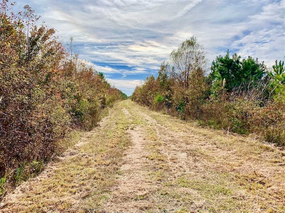 Timberland real estate available to buy