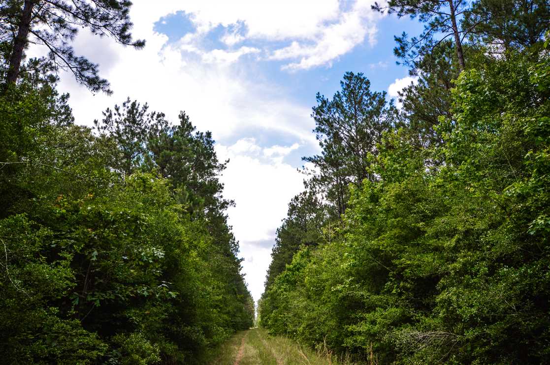 108 Acres of Land for sale in tyler County, Texas