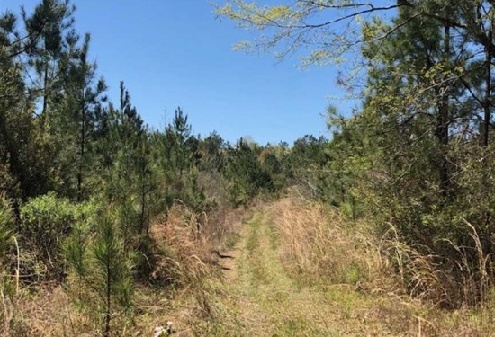 71 Acres of Land for Sale in greene County Mississippi