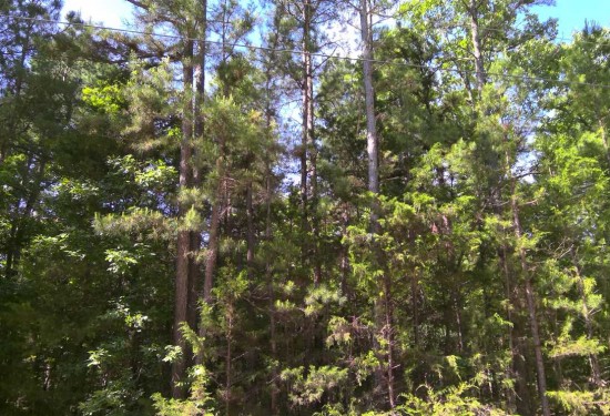0.9641873278 Acres of Land for Sale in sharp County Arkansas