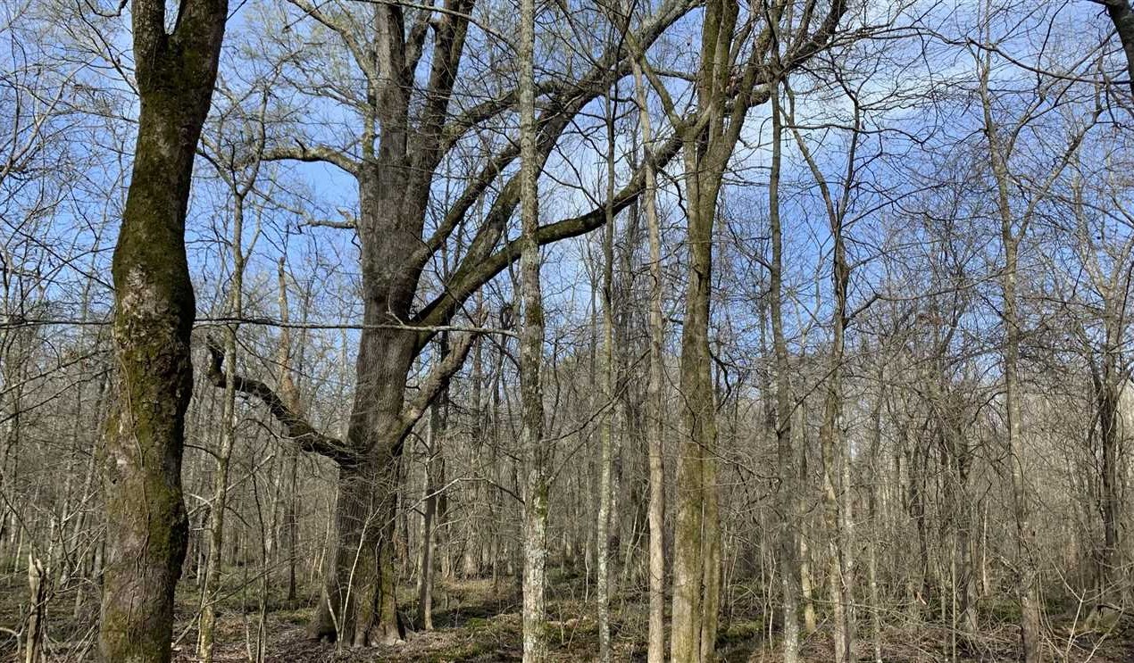 63 Acres of Timberland land for sale in Grady, jefferson County, Arkansas