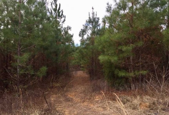 40 Acres of Land for Sale in union County Louisiana