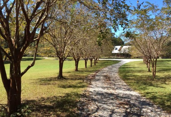 62.5 Acres of Land for Sale in wilkinson County Mississippi