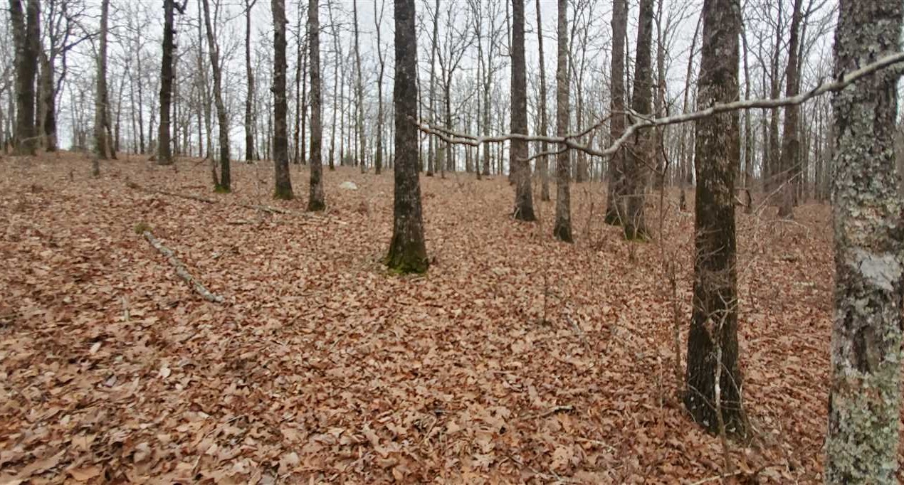 PRICE REDUCED 8+- Acres on Allen Drive, just off of Beryl road South.  Great hunting ground, Great place for a rustic cabin or mobile home. Cecil Oursbourn 501-679-1660 Real estate listing