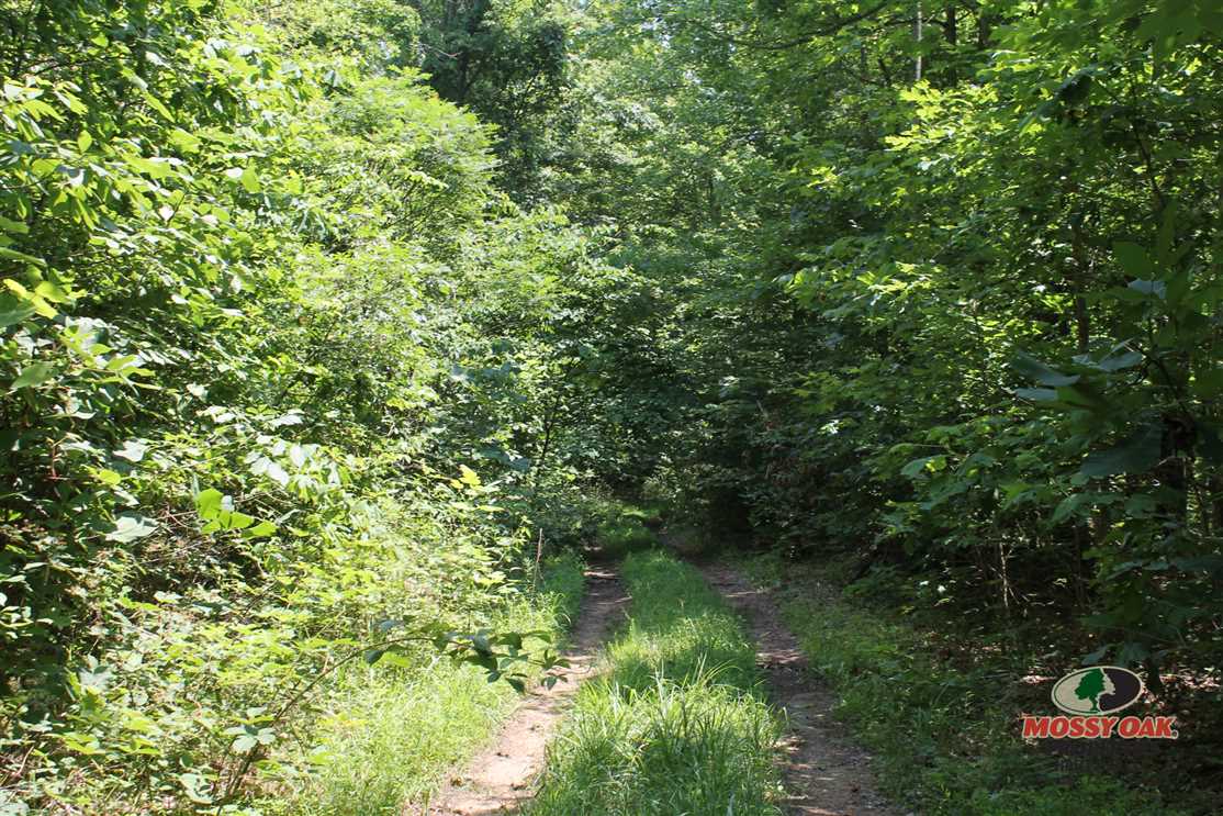 65 acres land for sale Kentucky Real estate listing