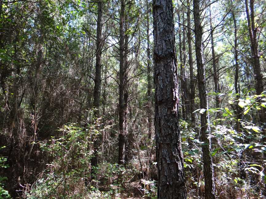 bienville County, Louisiana property for sale