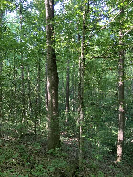 177.08 Acres of Timberland land for sale in Camden, benton County, Tennessee