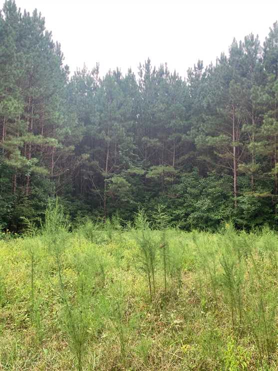 31 Acres Itawamba County Real estate listing