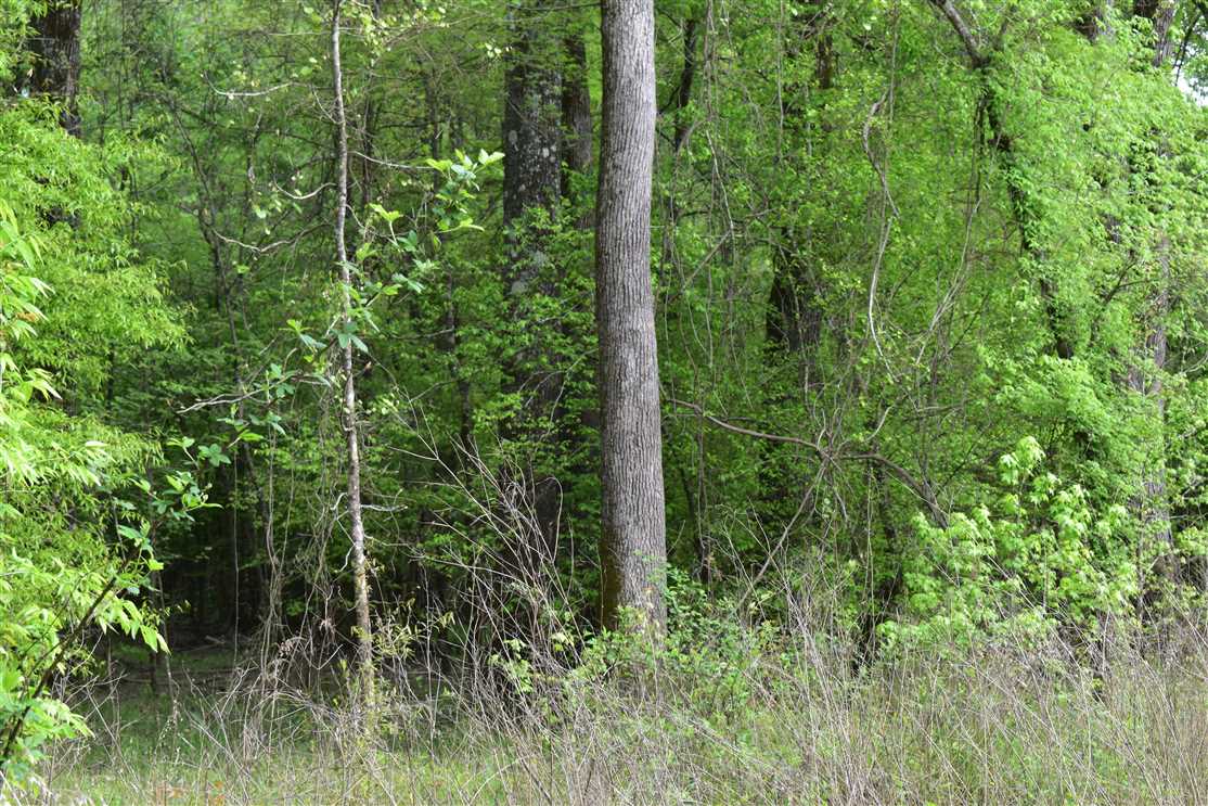 nevada County, Arkansas property for sale