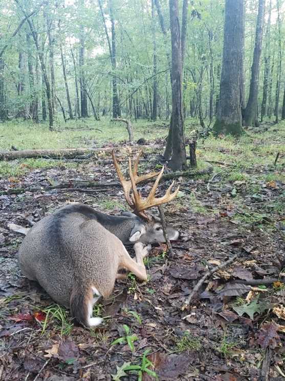 87 Acres of Recreational land for sale in Peppers Landing, monroe County, Arkansas