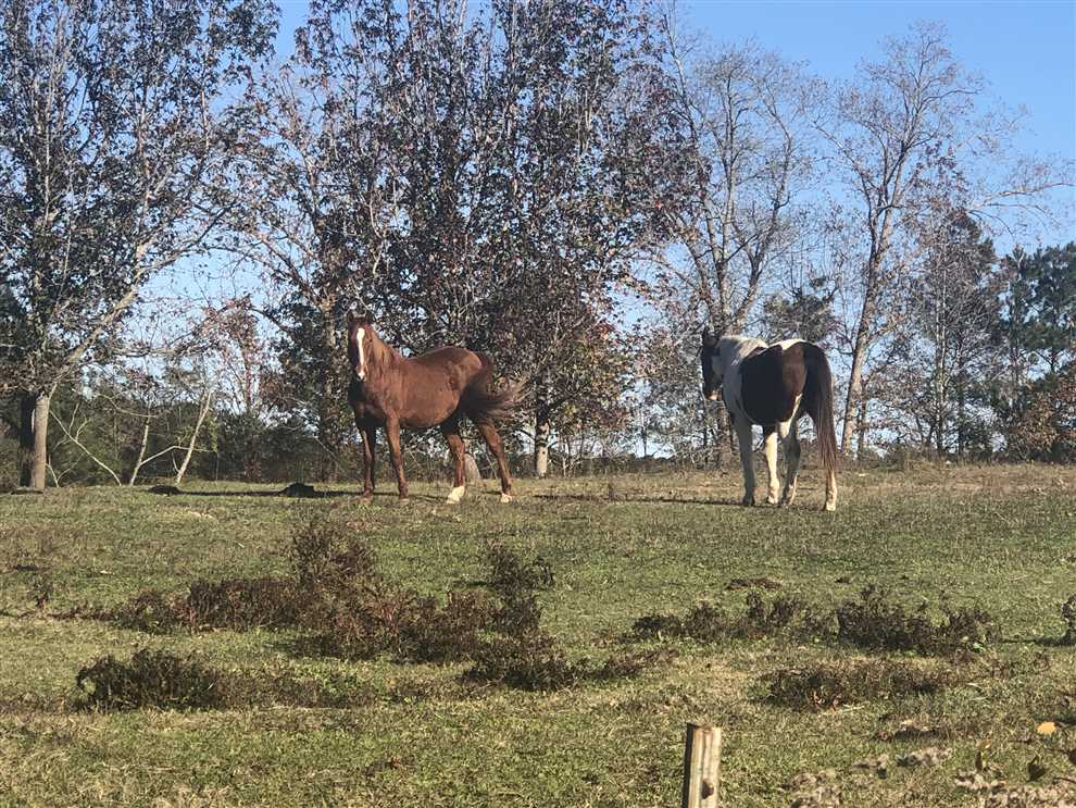 leake County, Mississippi property for sale