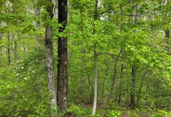 3.06 Acres of Land for Sale in marion County Tennessee