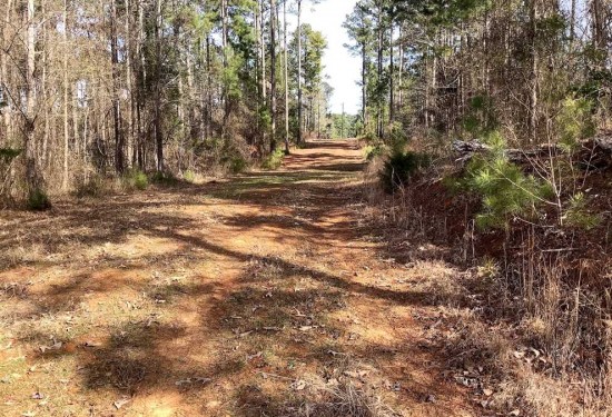 131 Acres of Land for Sale in webster County Louisiana
