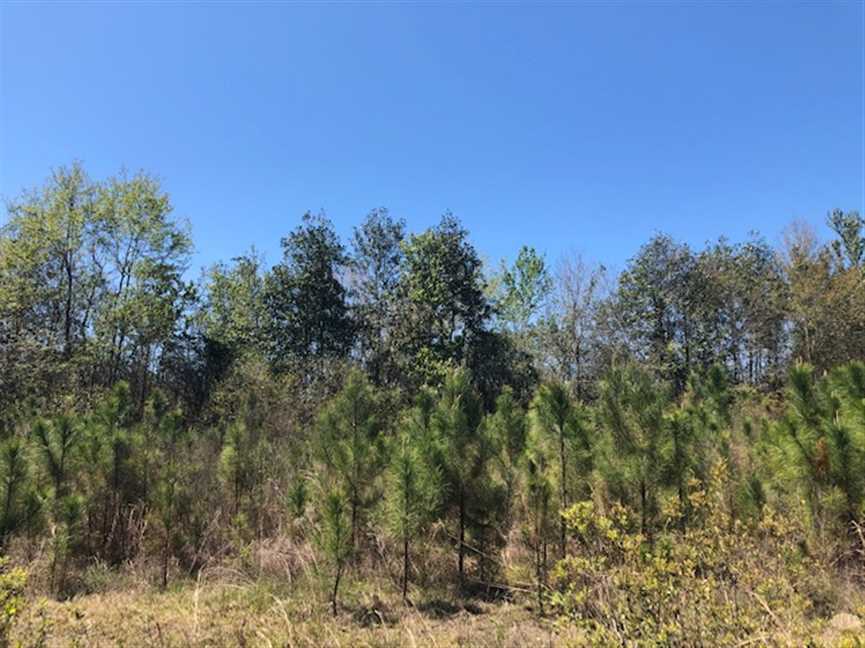 greene County, Mississippi property for sale