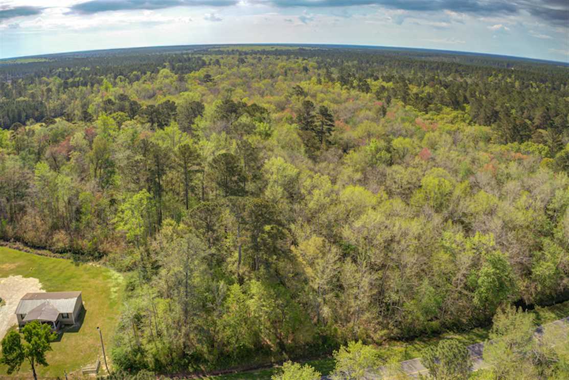 16.55 Acres of Timber and Hunting Land For Sale in Bladen County NC! Real estate listing