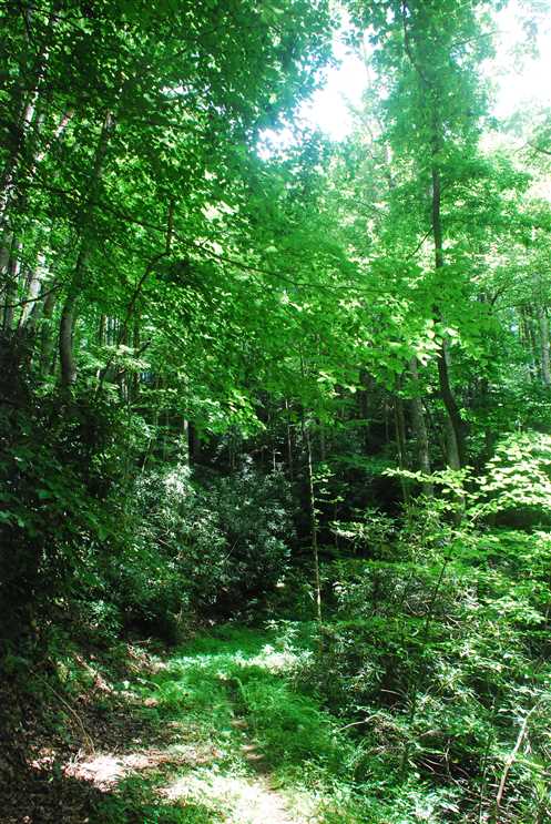 madison County, North Carolina property for sale