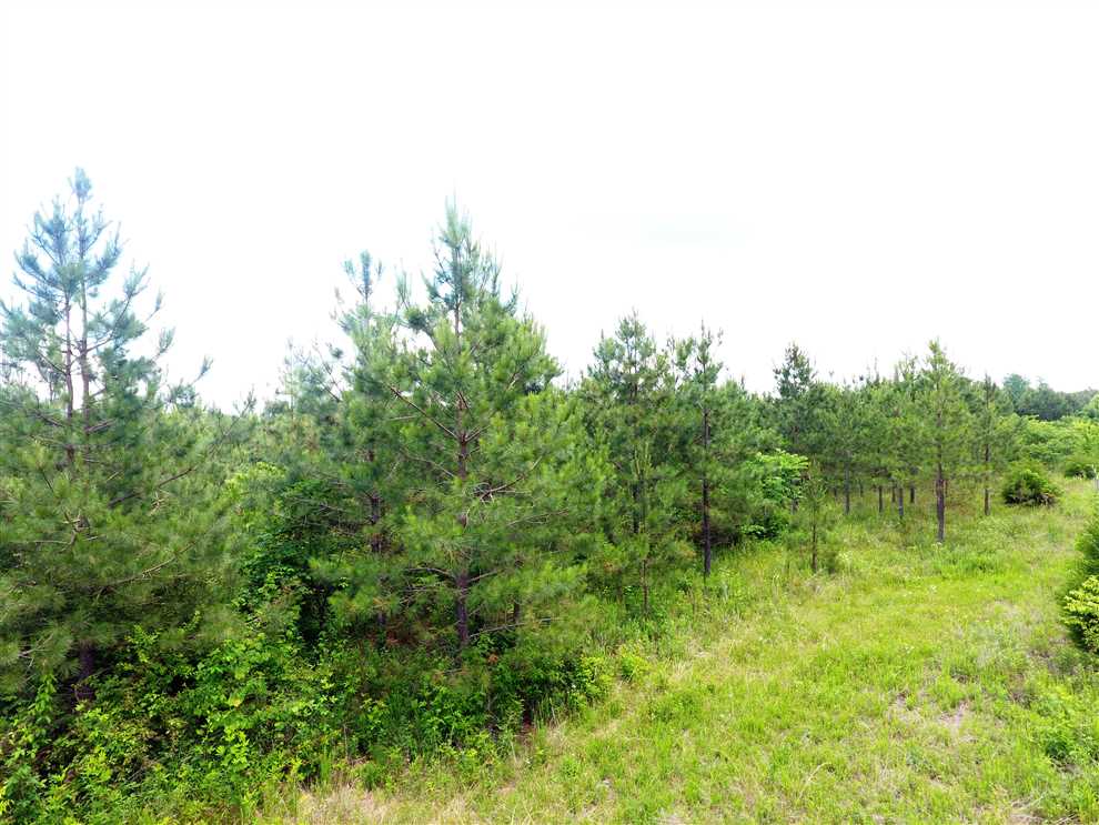 143 Acres of Timberland land for sale in Lawrenceburg, lawrence County, Tennessee