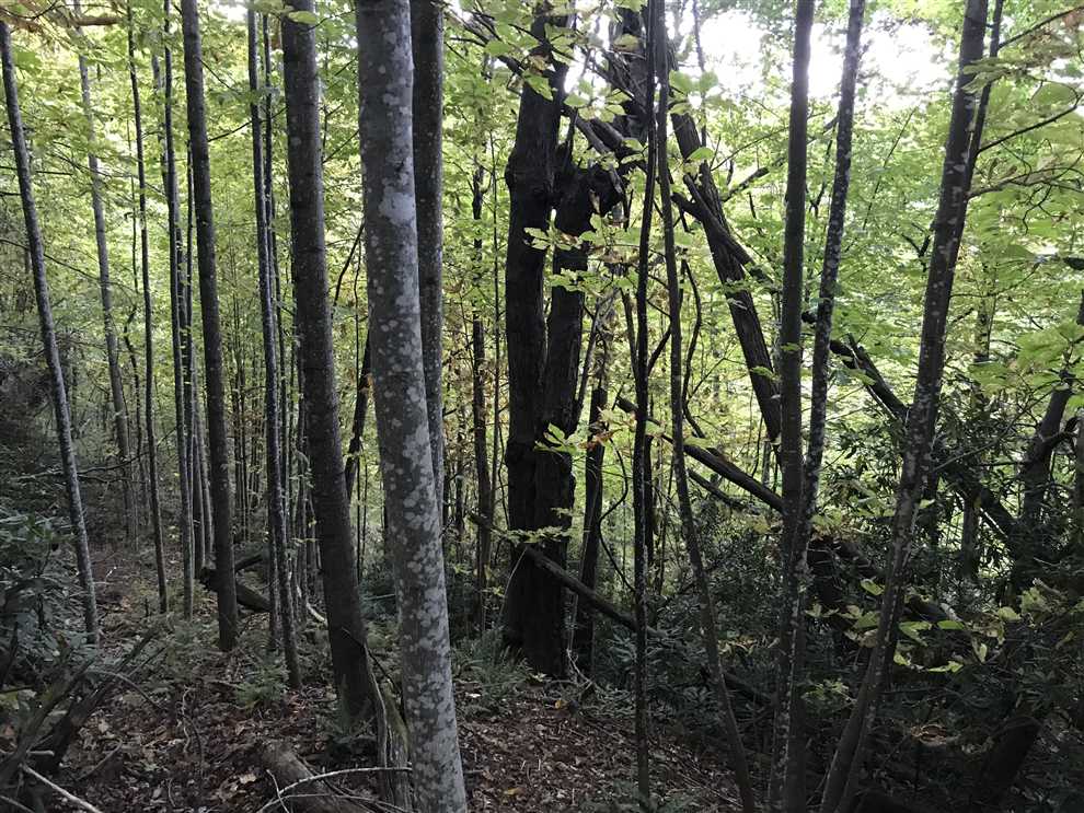 caldwell County, North Carolina property for sale