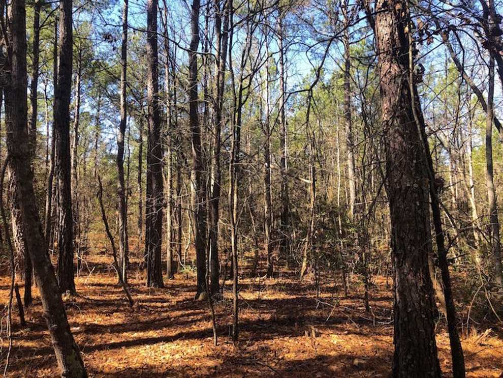 10.1 Acre Wooded Residential Lot for sale in Lee County, NC! Real estate listing