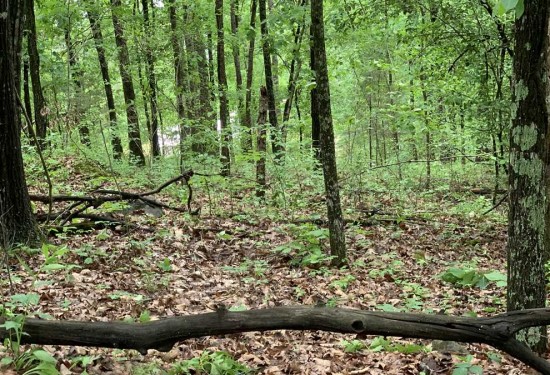 1 Acres of Land for Sale in cleburne County Arkansas