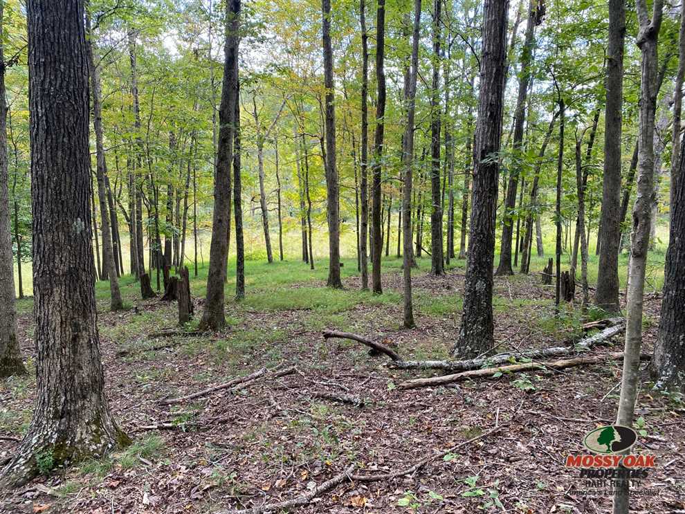 Houses and land for sale in Kentucky