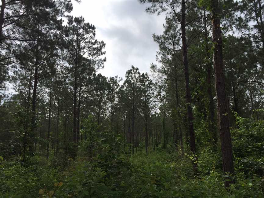 Marion Tract, Union Parish, 60 Acres +/- Real estate listing
