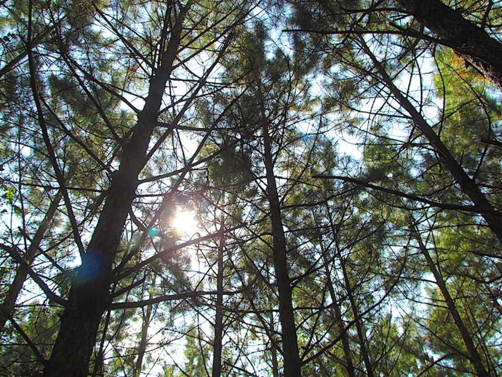 Timberland real estate available to buy