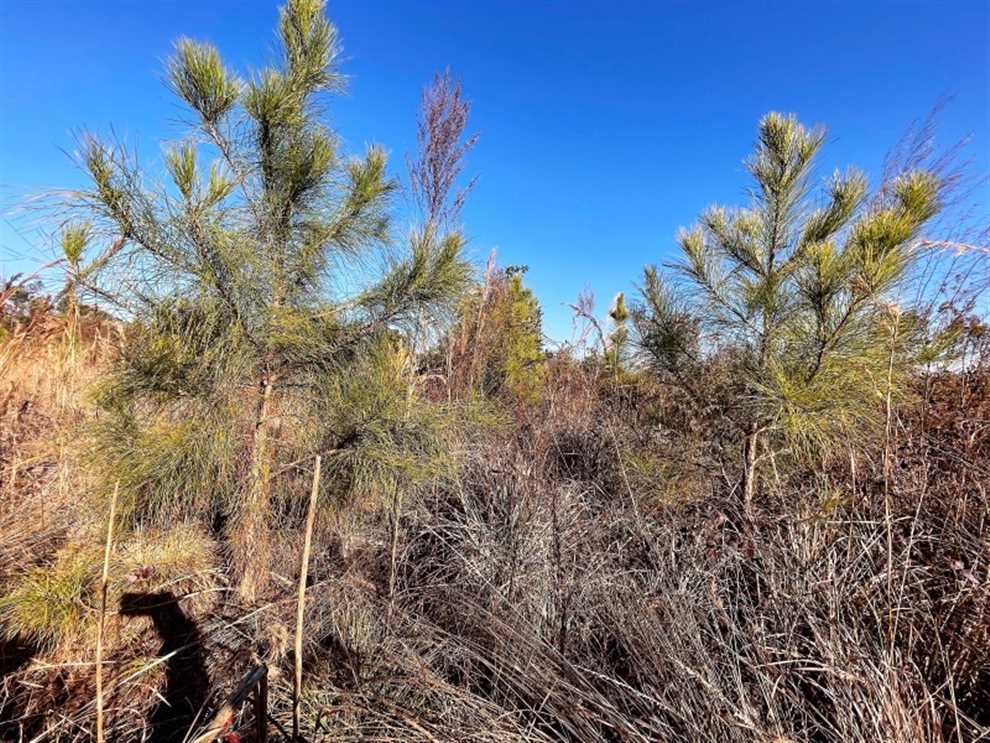 166 Acres of Recreational land for sale in Grifton, pitt County, North Carolina