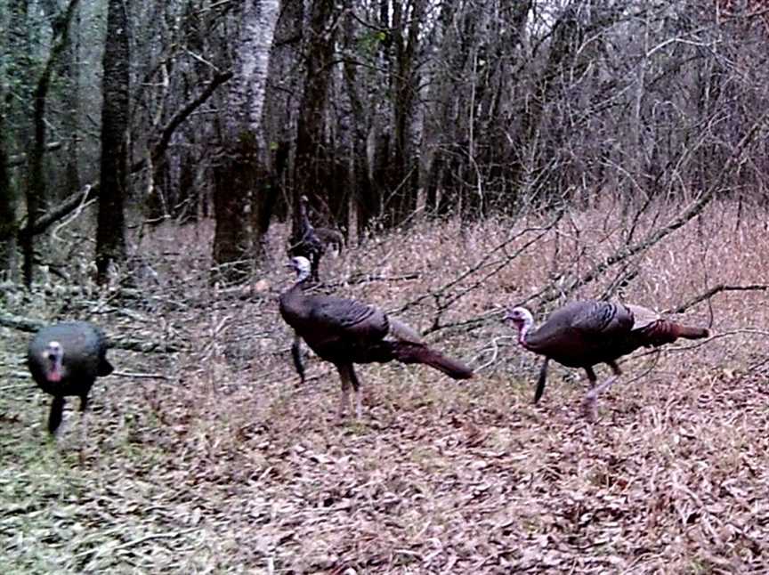 6395 Acres of Land for sale in noxubee County, Mississippi