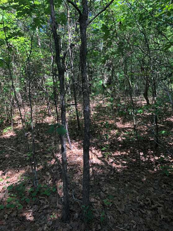 Miller Branch Tract, Caddo Parish, 50 Acres +/- Real estate listing
