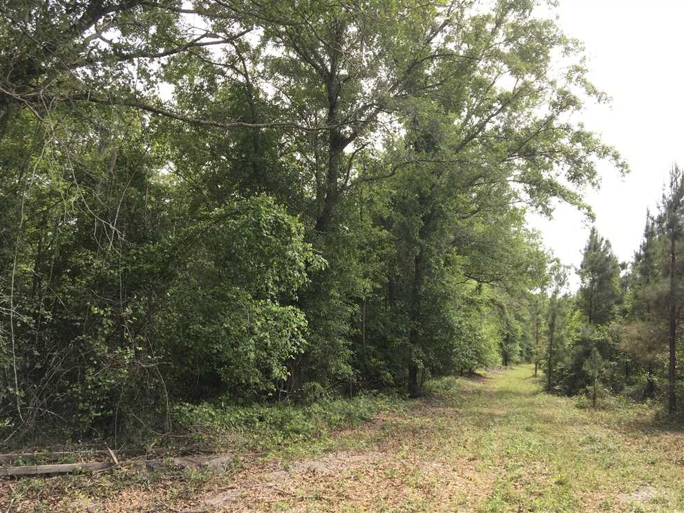 101+/- Acre Land for Sale in Wayne County, GA. Real estate listing