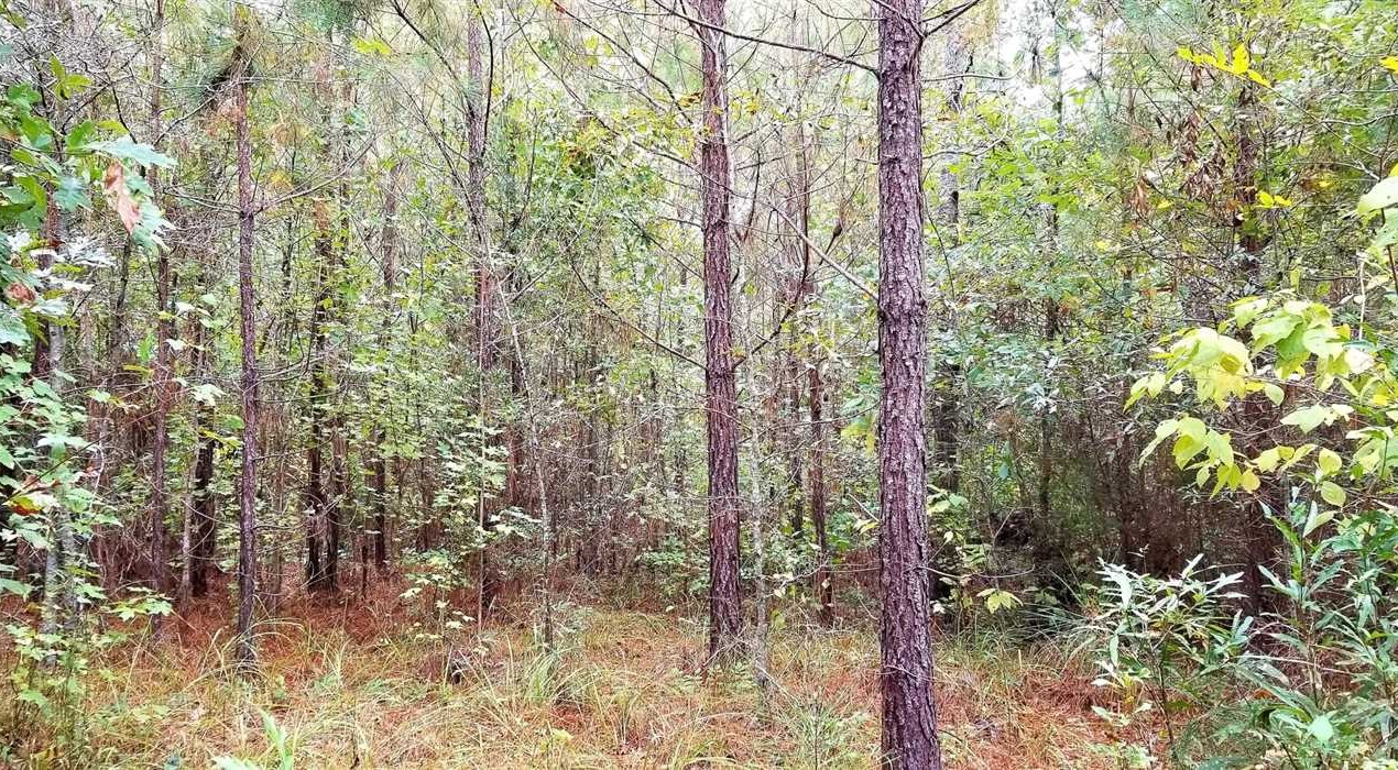 Recreational land real estate to buy in winn County LA