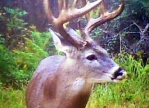 662.41 Acres of Land for Sale in little river County Arkansas