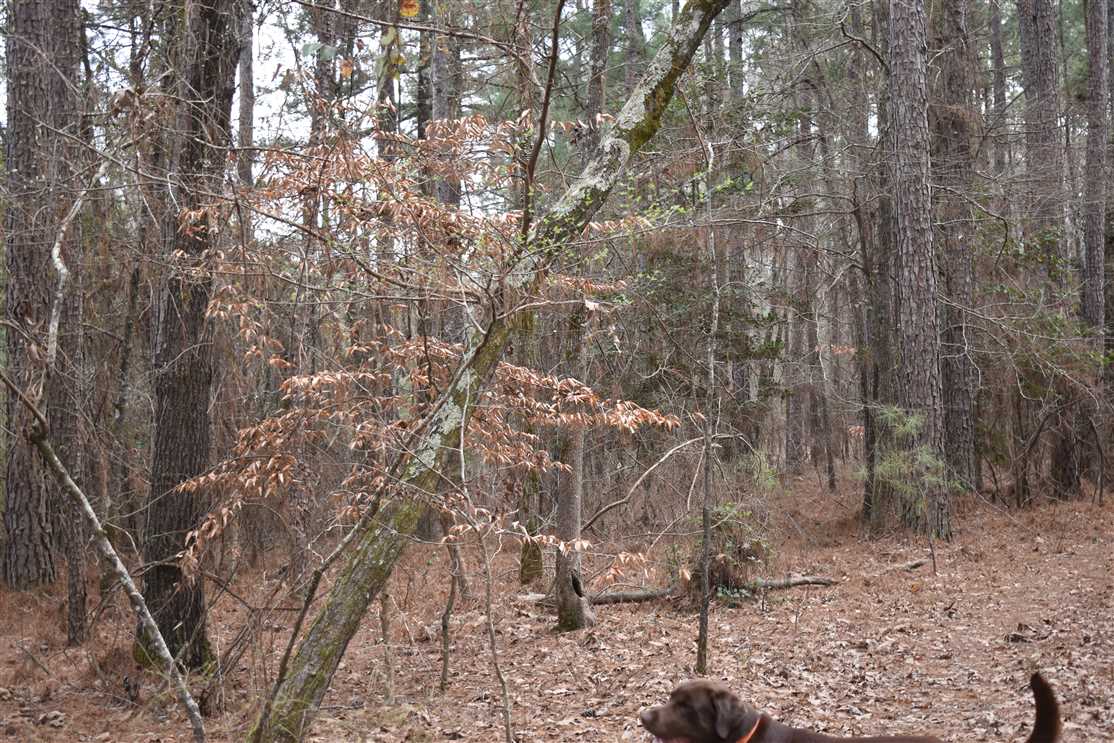 Land for sale to buy in 71858 zip code