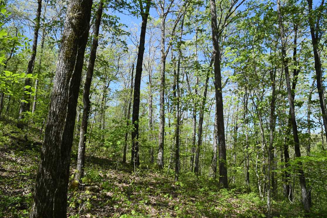 Land for sale at 22210 AR-16