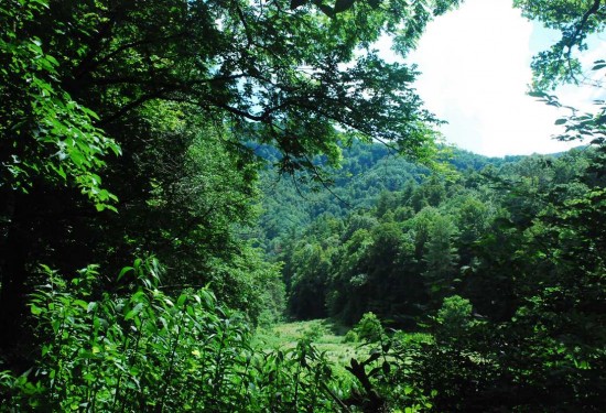 36.47 Acres of Land for Sale in madison County North Carolina