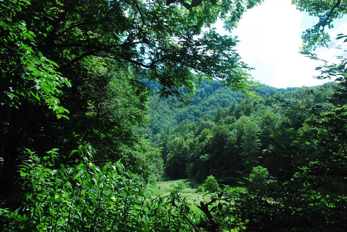 36.47 Acres of Land for Sale in madison County, North Carolina