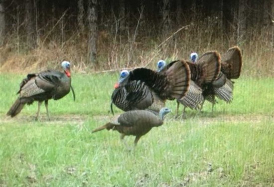 321 Acres of Land for Sale in monroe County Mississippi