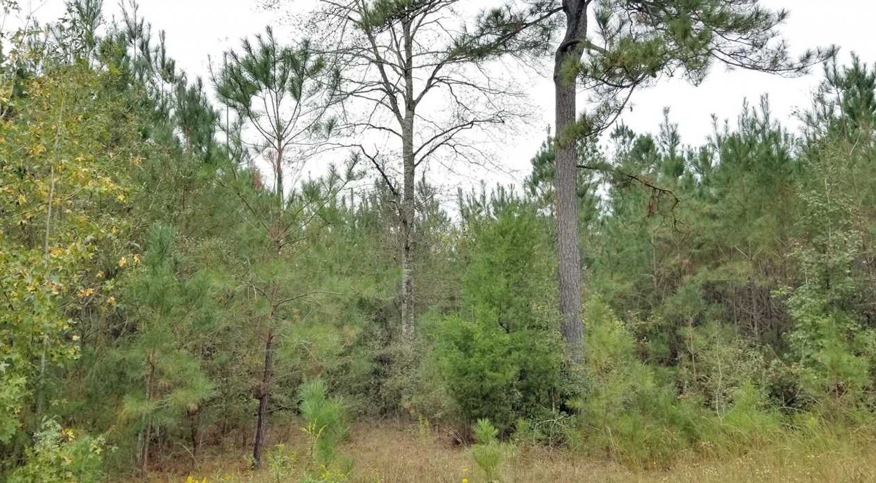 Land for sale at Jessie Johnson Road