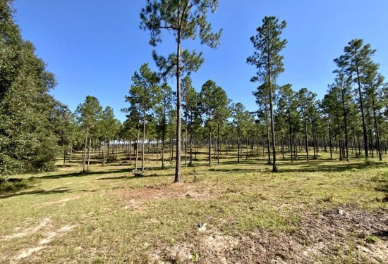 112.7 Acres of Land for Sale in madison County Florida