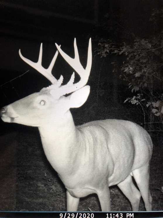 Timberland real estate available to buy