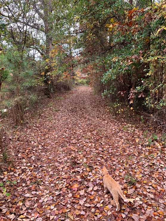Property for sale at Clay Tilden Rd