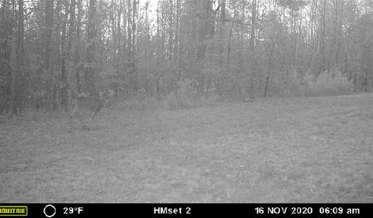224 Acre Hunting property in Whitetail and Wild Turkey rich Henry County, Tennessee. Real estate listing