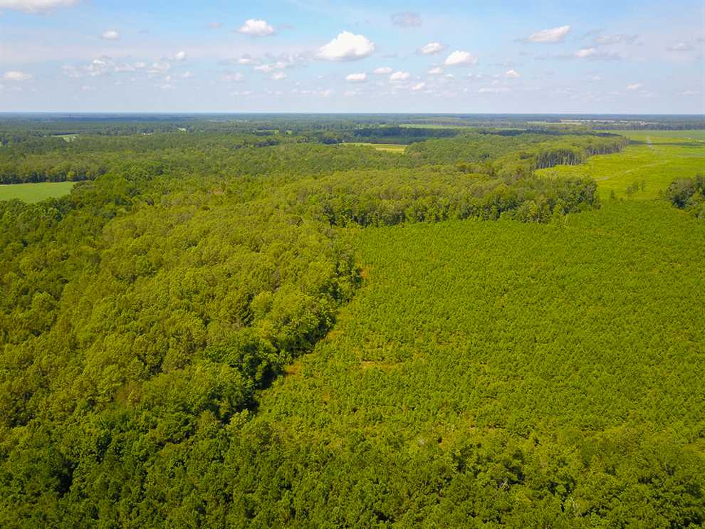 55 Acres of Timber and Hunting Land For Sale in Bertie County NC! Real estate listing