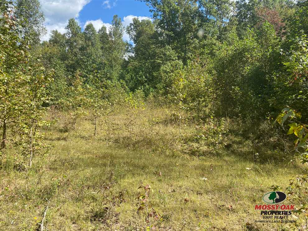 63 Acres of Recreational land for sale in Elk Horn, taylor County, Kentucky