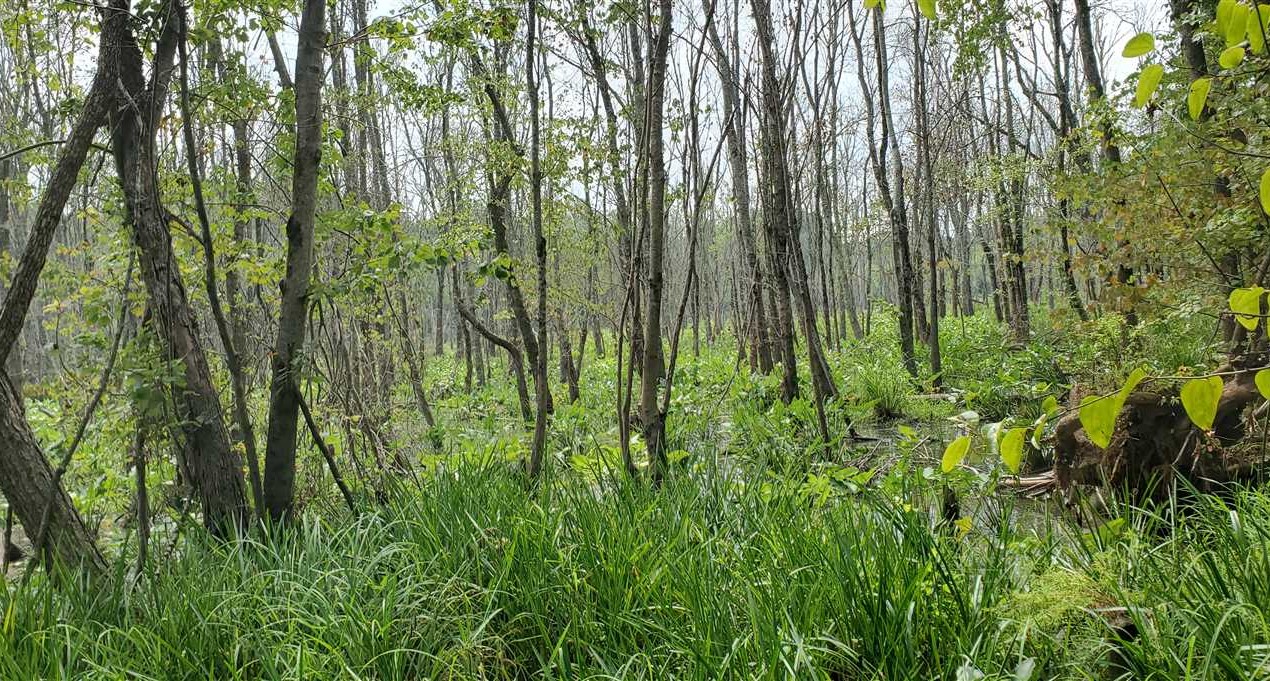 220 Acres of Land for sale in rutherford County, North Carolina